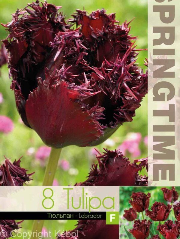 Tulipa Labrador - RB