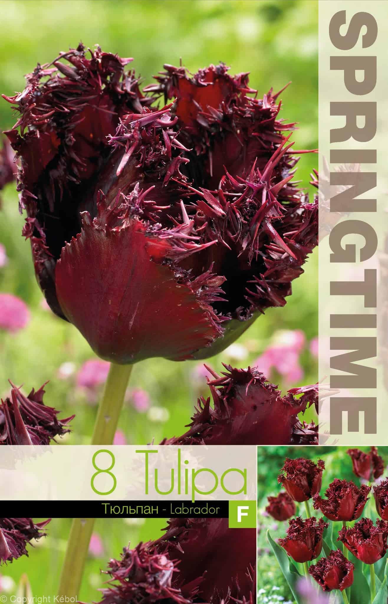 Tulipa Labrador - RB