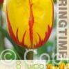 Tulipa Flamenco - RB