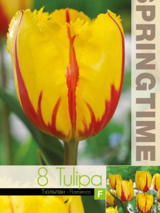Tulipa Flamenco - RB