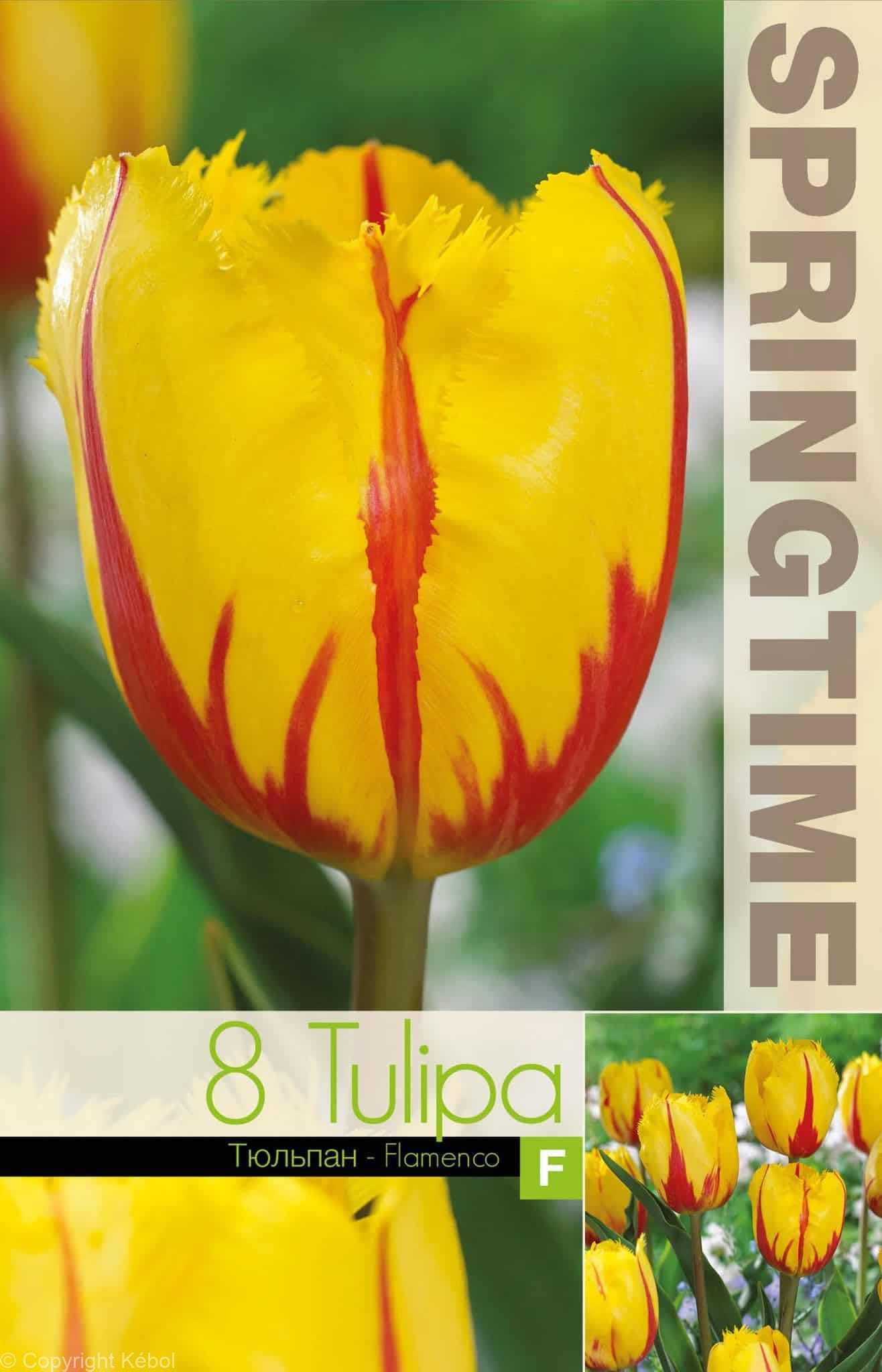 Tulipa Flamenco - RB