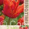 Tulipa Amazing Parrot - RB
