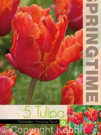 Tulipa Amazing Parrot - RB