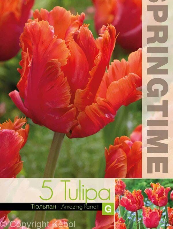 Tulipa Amazing Parrot - RB
