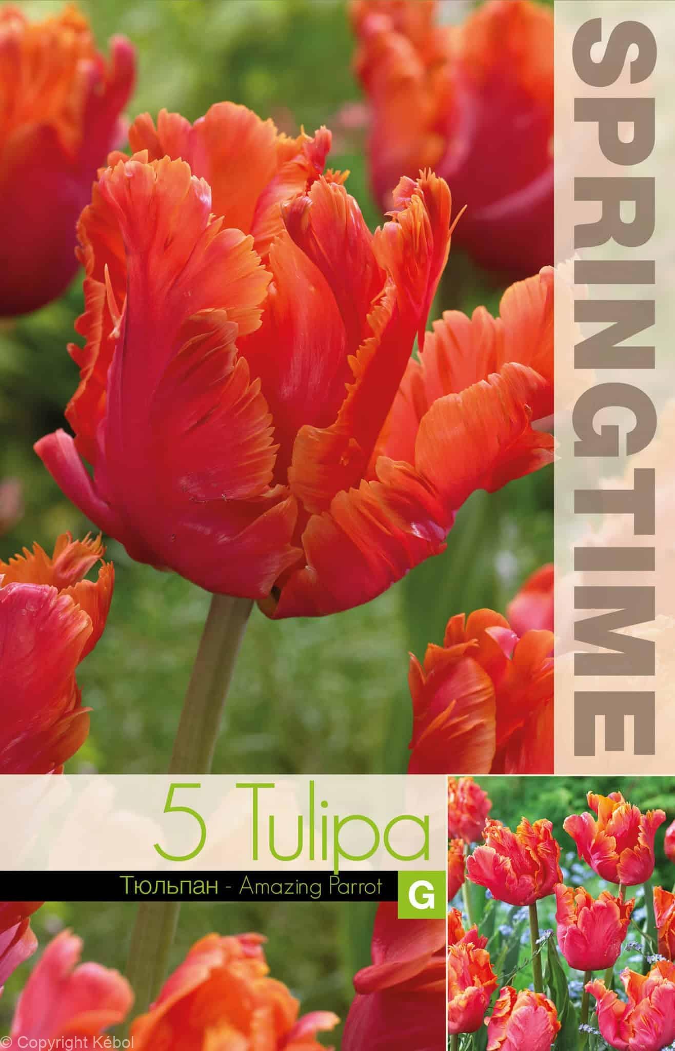 Tulipa Amazing Parrot - RB