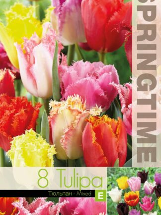 Tulipa Fringed Mixed - RB