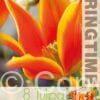 Tulipa Fly Away - RB