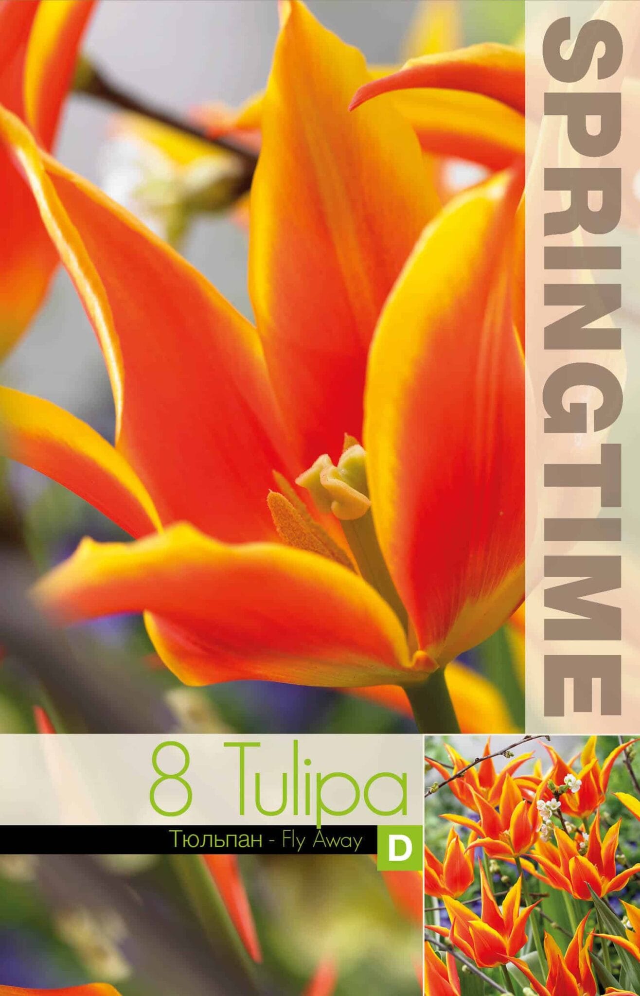 Tulipa Fly Away - RB