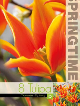 Tulipa Fly Away - RB