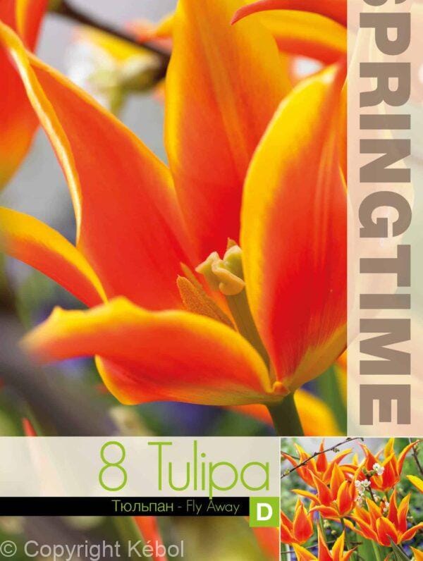Tulipa Fly Away - RB