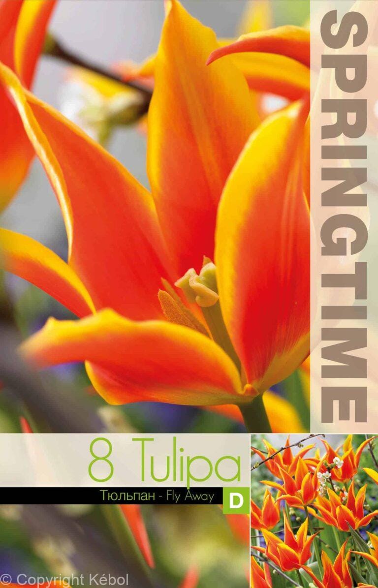 Tulipa Fly Away - RB