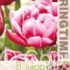 Tulipa Columbus - RB