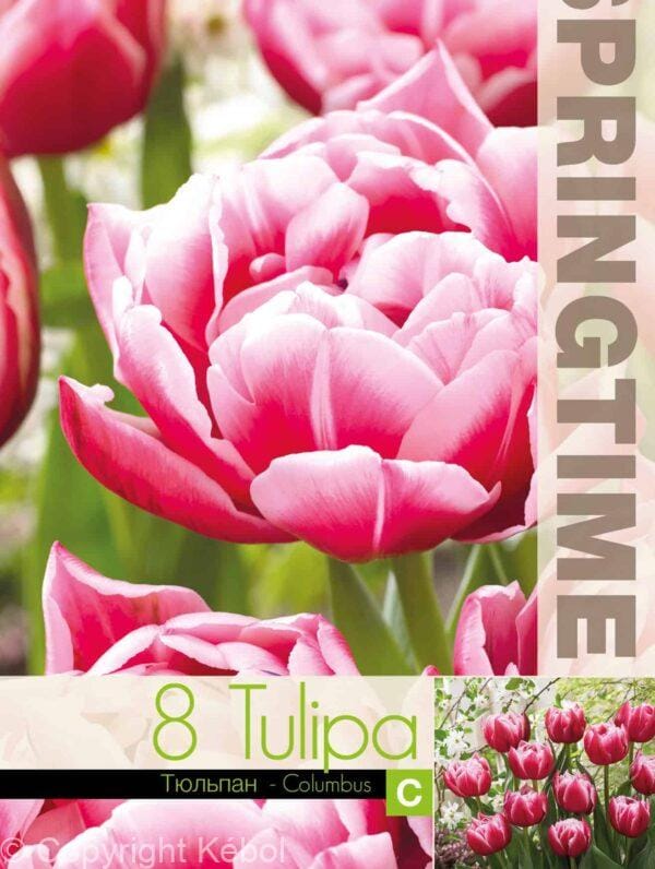 Tulipa Columbus - RB