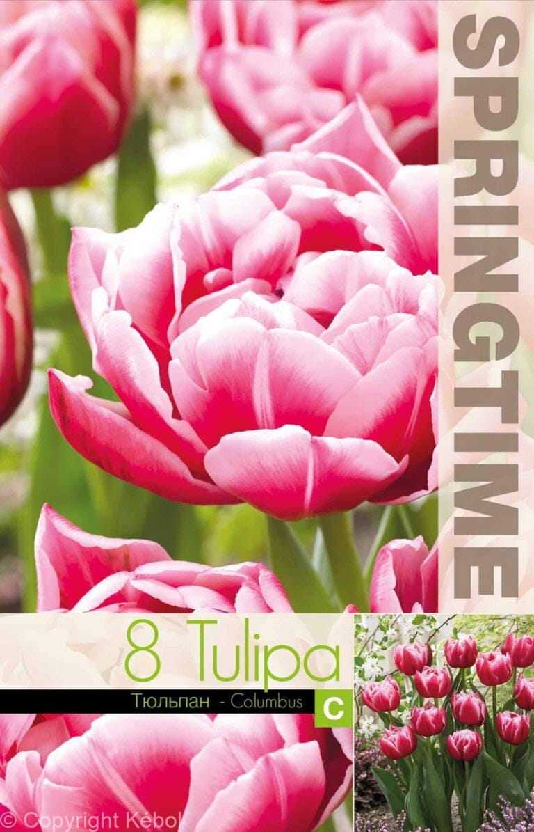 Tulipa Columbus - RB