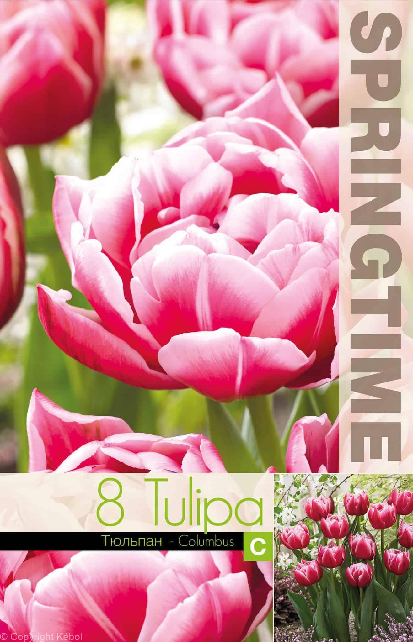 Tulipa Columbus - RB