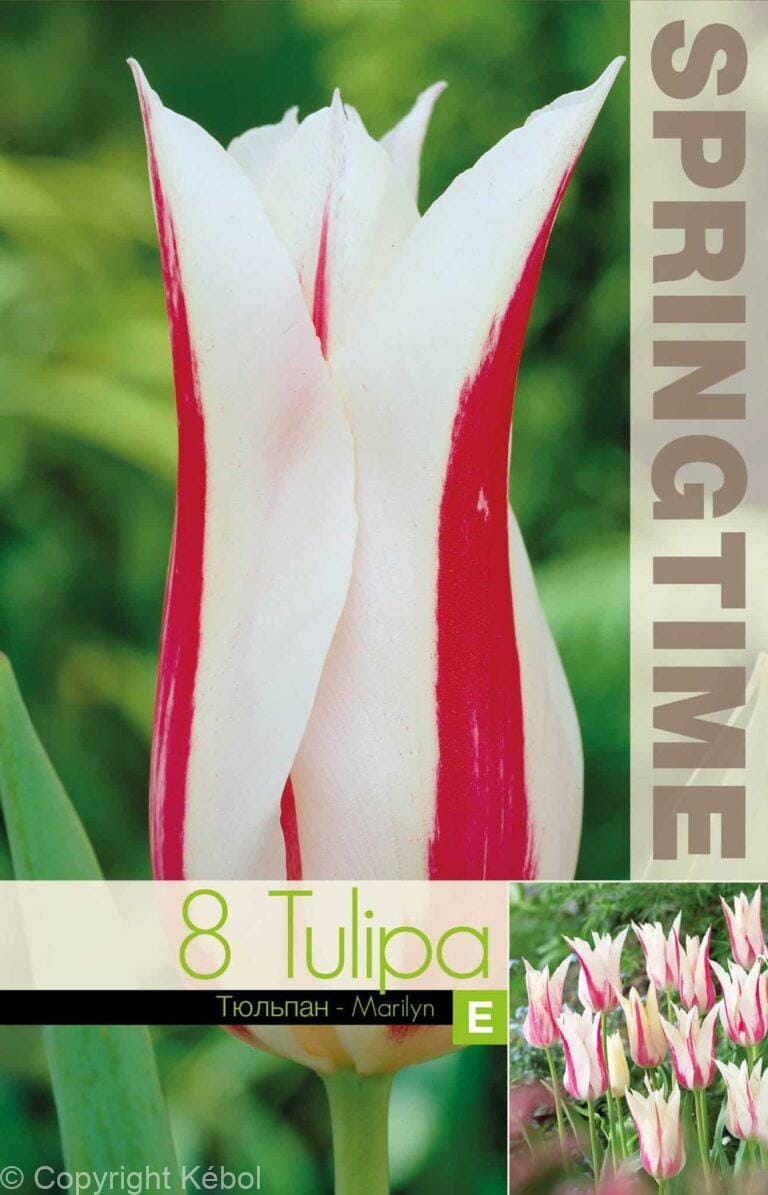 Tulipa Marilyn - RB