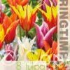 Tulipa Lily Flowering Mixed - RB