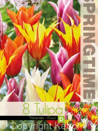 Tulipa Lily Flowering Mixed - RB