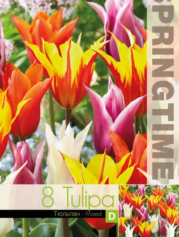 Tulipa Lily Flowering Mixed - RB