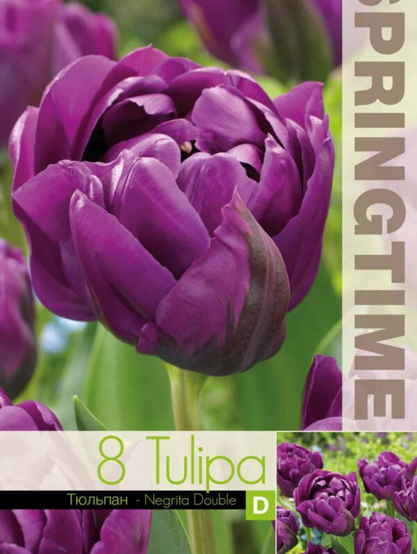 Tulipa Negrita Double - RB