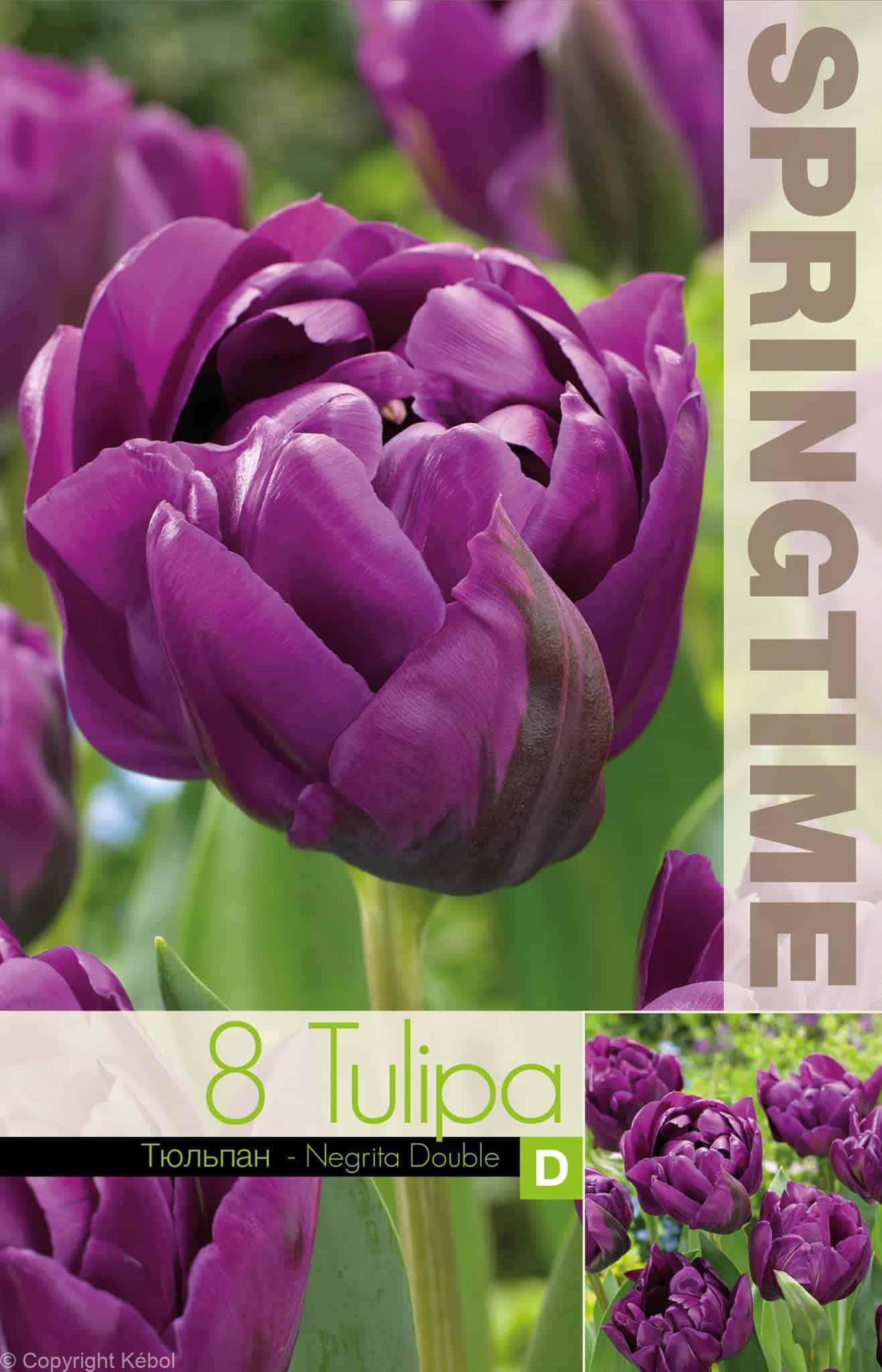 Tulipa Negrita Double - RB