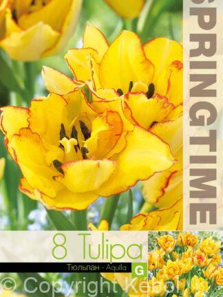 Tulipa Aquilla - RB