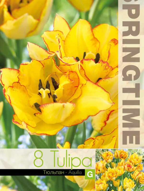 Tulipa Aquilla - RB
