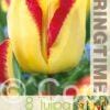 Tulipa Cape Town - RB