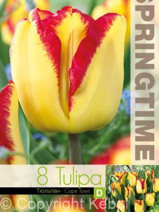Tulipa Cape Town - RB