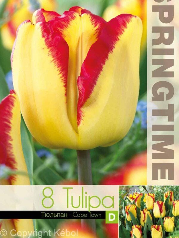 Tulipa Cape Town - RB