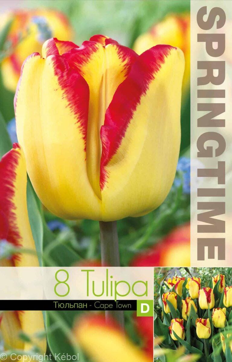 Tulipa Cape Town - RB