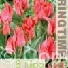 Tulipa Toronto - RB