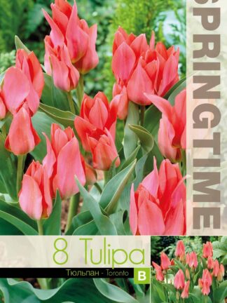 Tulipa Toronto - RB