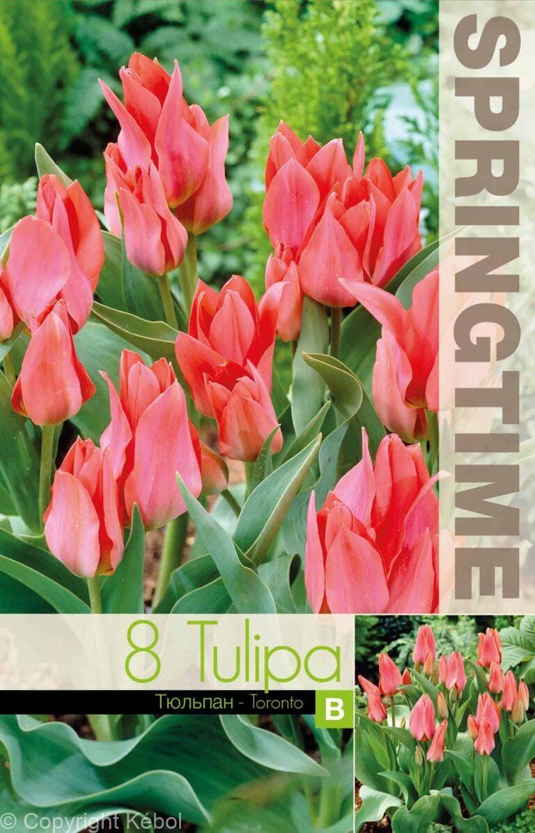 Tulipa Toronto - RB