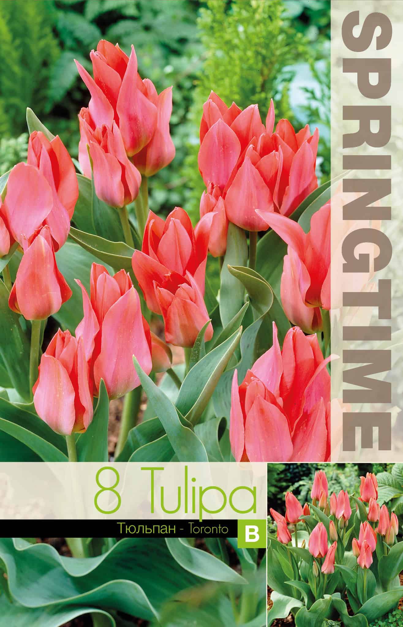 Tulipa Toronto - RB
