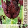 Tulipa Black Parrot - RB