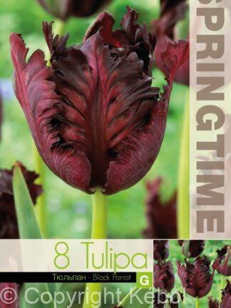 Tulipa Black Parrot - RB