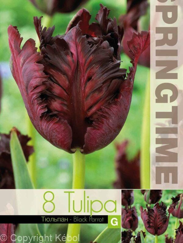 Tulipa Black Parrot - RB