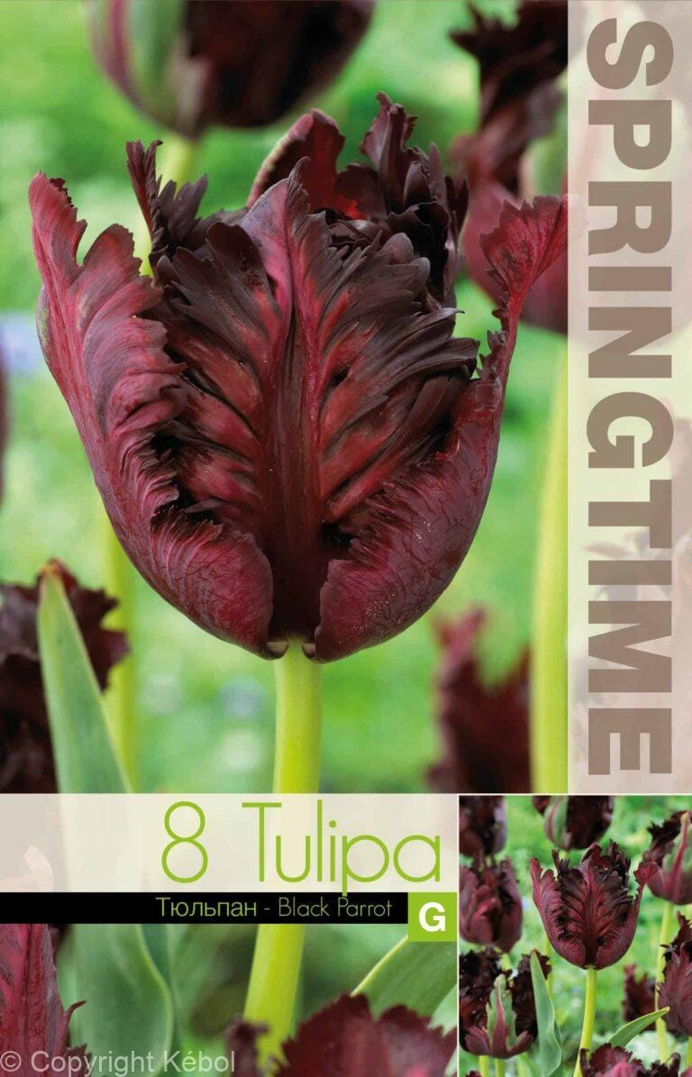Tulipa Black Parrot - RB
