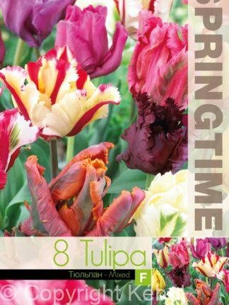 Tulipa Parrot Mixed - RB