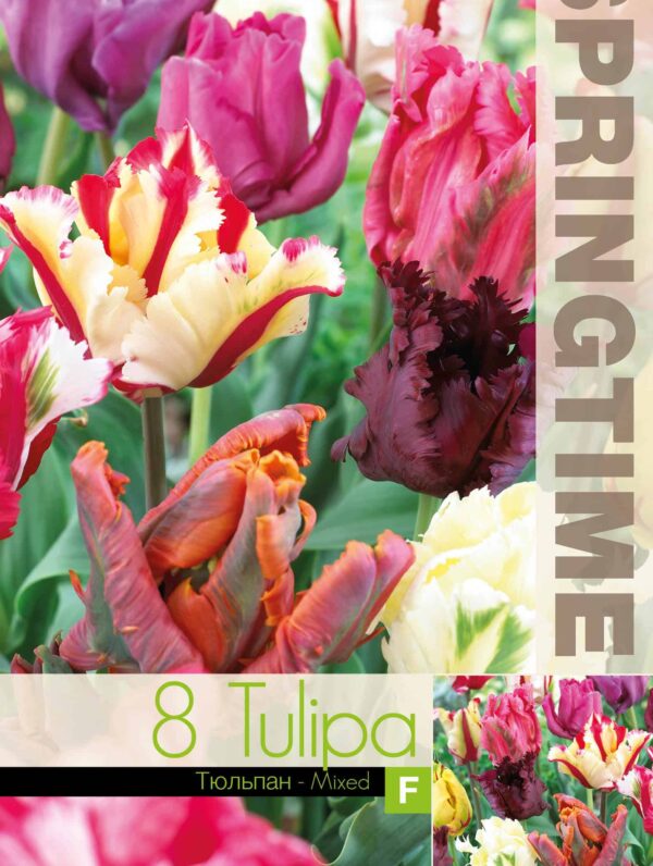 Tulipa Parrot Mixed - RB