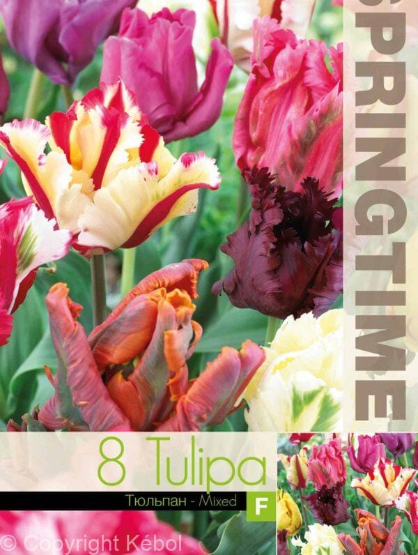 Tulipa Parrot Mixed - RB
