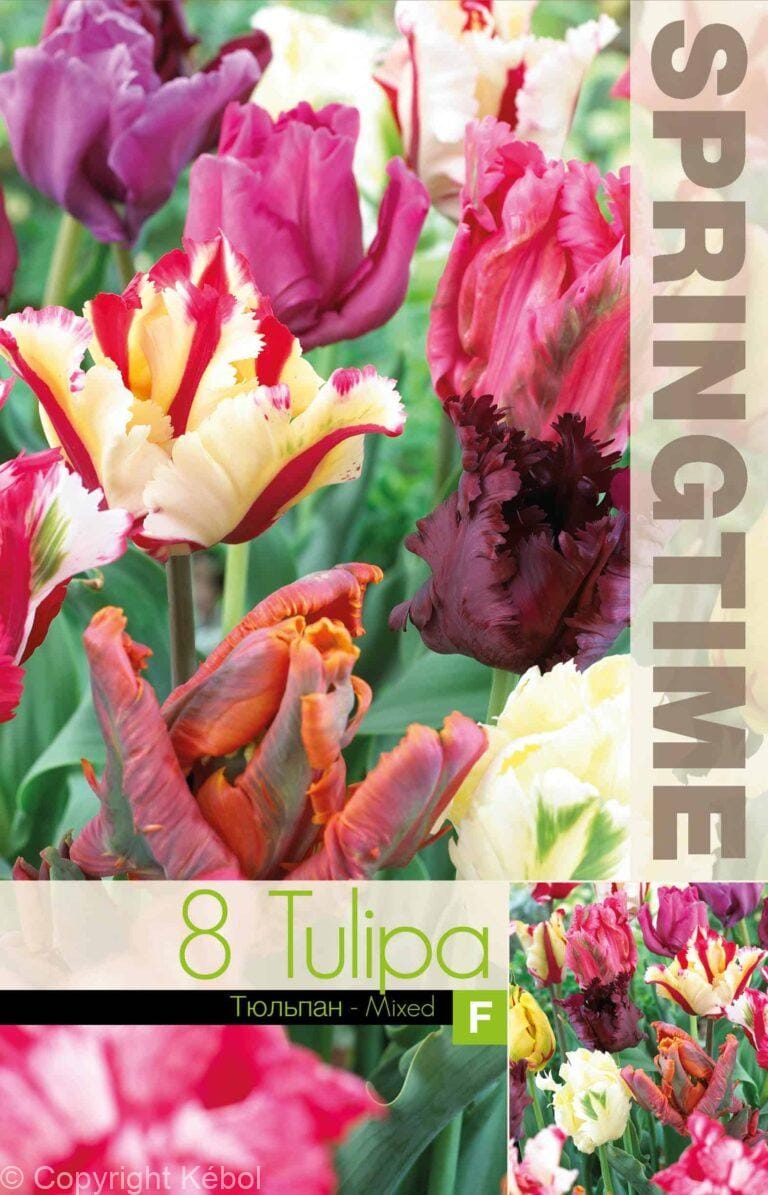 Tulipa Parrot Mixed - RB