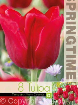 Tulipa Merry Christmas - RB