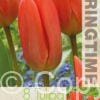 Tulipa Orange Brilliant - RB