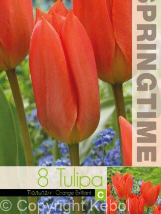 Tulipa Orange Brilliant - RB