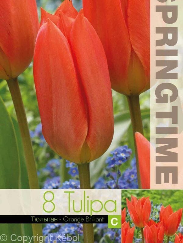 Tulipa Orange Brilliant - RB