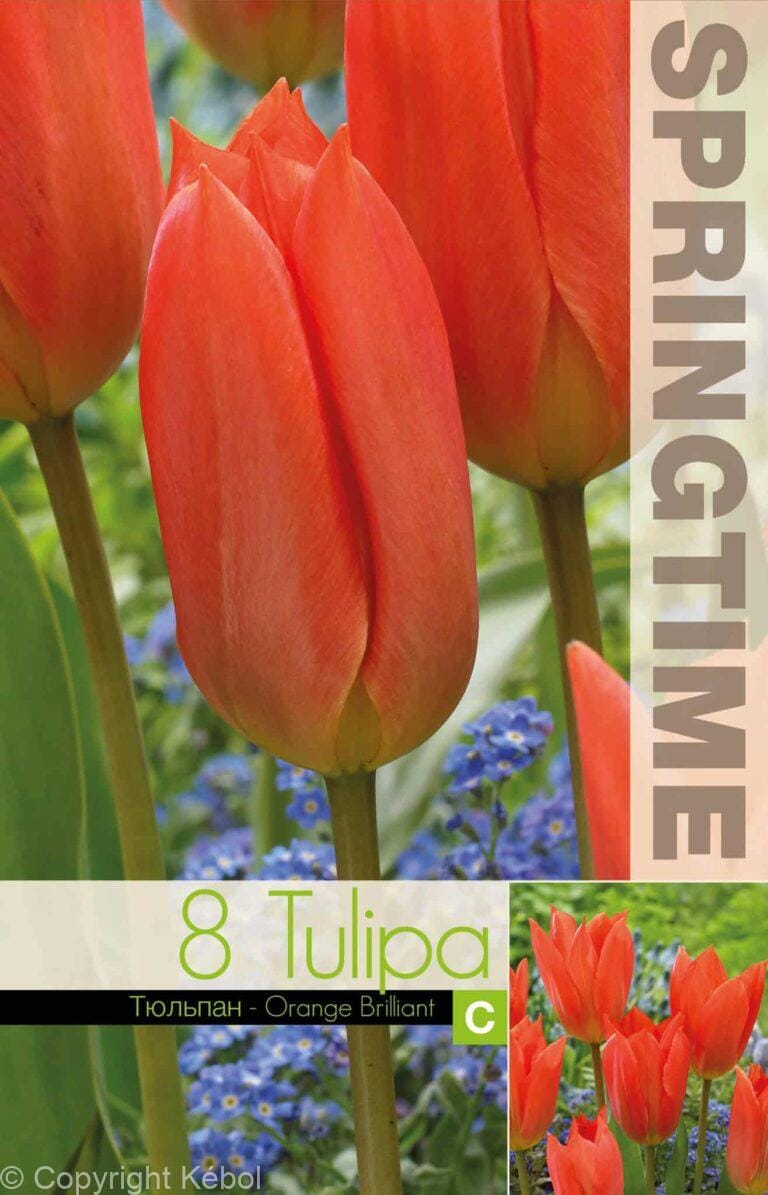 Tulipa Orange Brilliant - RB