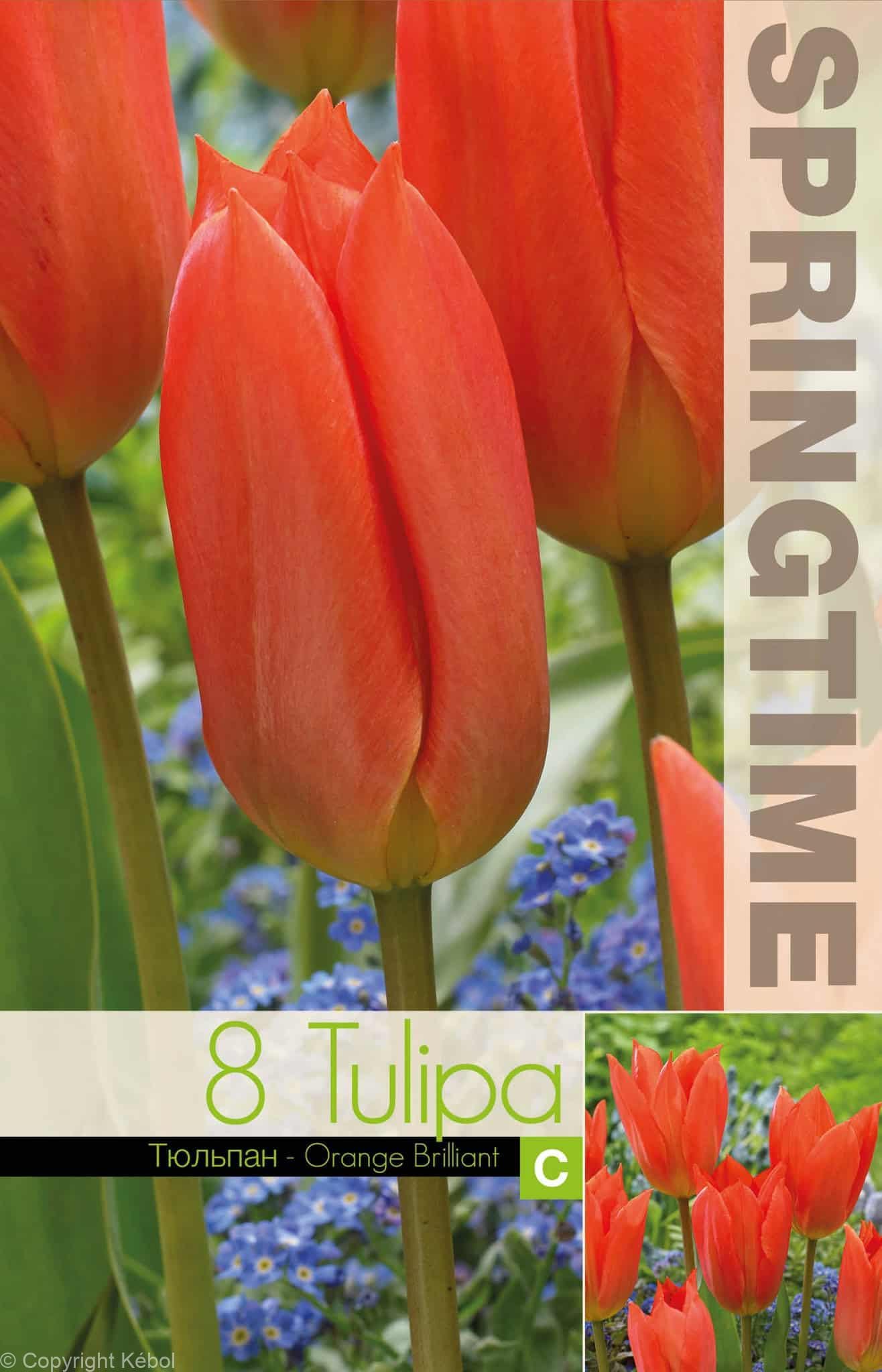 Tulipa Orange Brilliant - RB