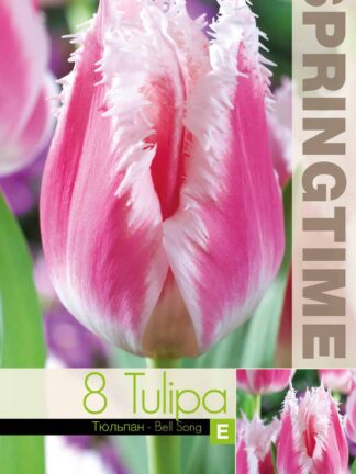 Tulipa Bell Song - RB